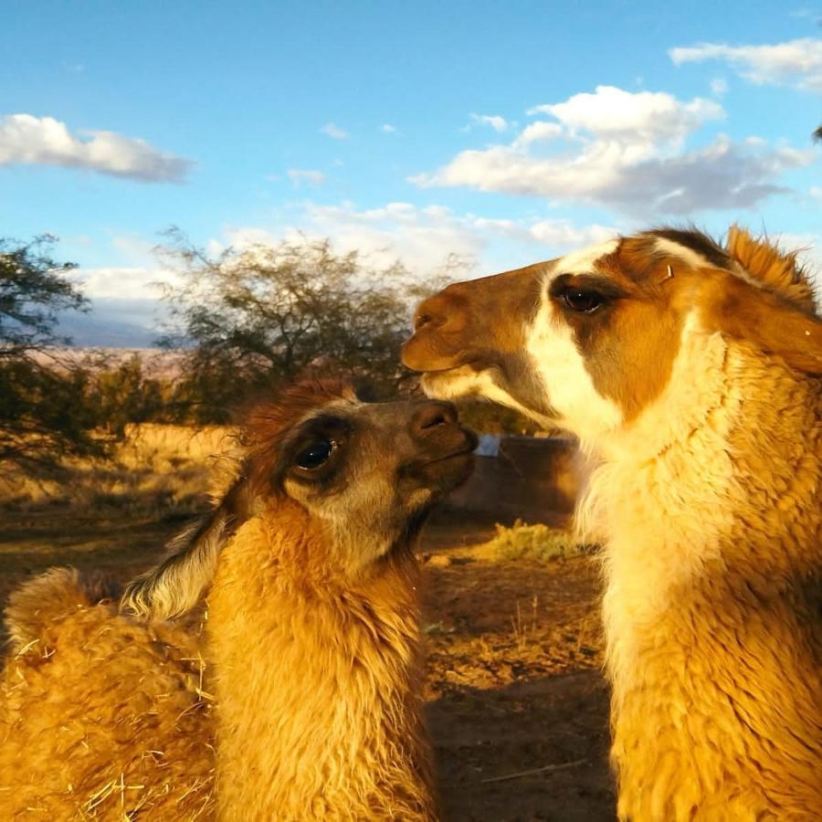 Cabanas Voyage Atacama San Pedro de Atacama Bagian luar foto