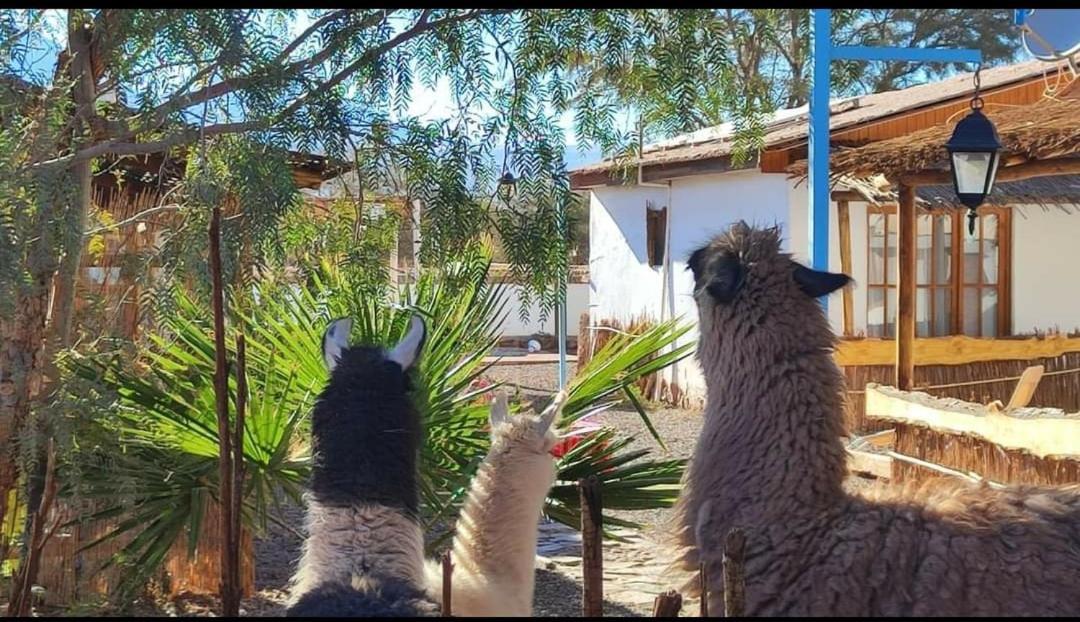 Cabanas Voyage Atacama San Pedro de Atacama Bagian luar foto